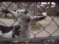 Cheery goat