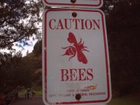 Caution: bees